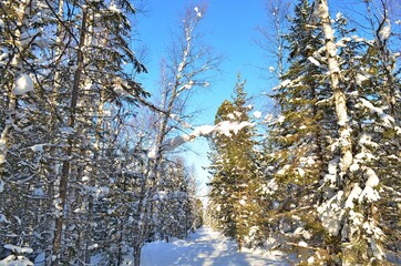 Winter rest on Lake Baikal. Forest after heavy snowfall. Russia. Silence, peace, white, soft snow,...