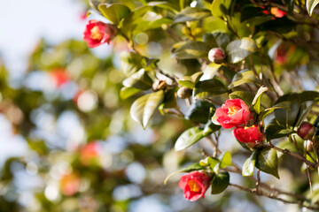 Blooming Camellia flowers in Korea
