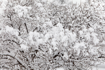 A fragment of winter nature, december forest. Bushes covered with snow after a snowfall