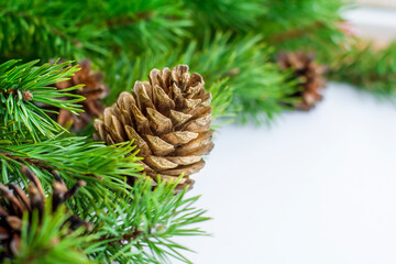 pine cone and pine branches on white background