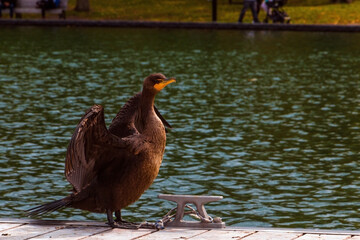 Double-Crested Cormorant
