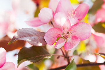 Blooming apple tree flowers macro view. Spring garden landscape, pink petals branch, soft focus.