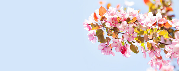 Springtime garden floral background. Blossoming pink petals flowers close-up. Fruit tree branch on blue sky background, sunny day light. Shallow depth of field, copy space