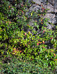 red and green leaves