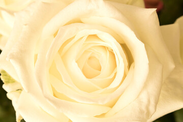 Beautiful white rose. Close up. Concept image for a greeting card.