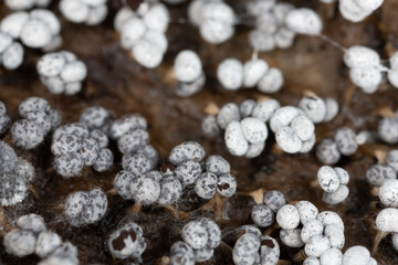 Slime mould, Physarum confertum growing on aspen, Populus tremula wood photographed with high magnification