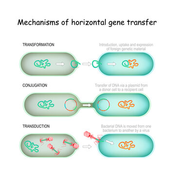 gene transfer. horizontal Mechanisms