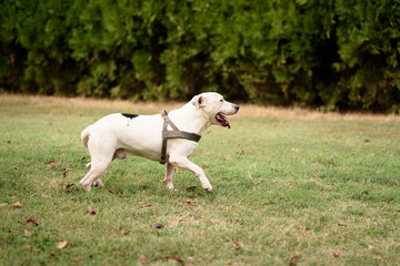 Obraz na płótnie Canvas white dog running