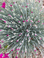 Top View of Long Stemmed Pale Green Plants With Bright Magenta Flower Buds