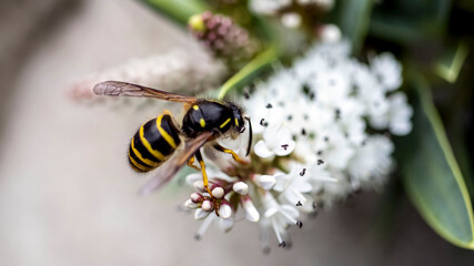 A Common Wasp searching for pollen on a white Hebe