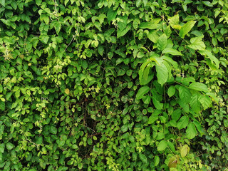 Texture of green tree field on wall background, green grass texture, mini tree on ground pattern