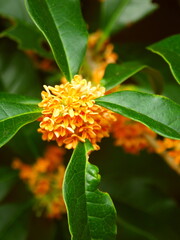 公園の満開の金木犀の花