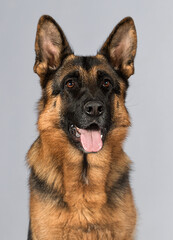muzzle of an adult shepherd dog with tongue