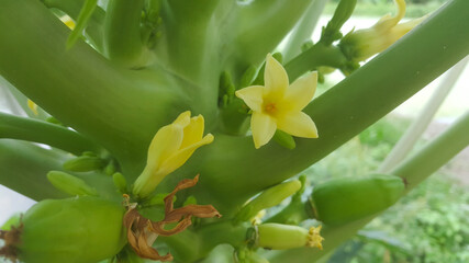 Beautifull close up papaya flowers in the papaya tree