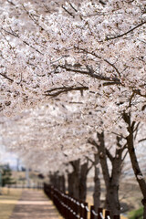 Cherry blossom in full bloom
