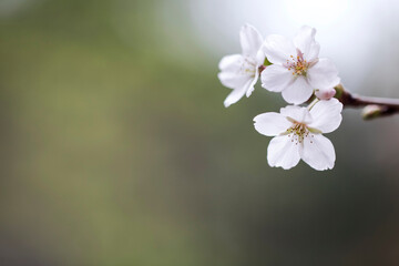 Cherry blossom in full bloom
