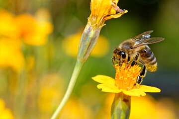 Close-up photo of honey bee collecting flowers nectar