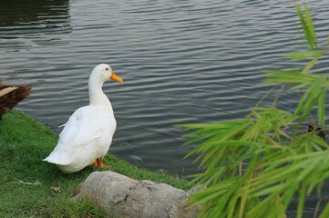 White duck standing on grass and looking at pond or lake. Animal and wildlife concept.