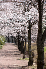 Cherry blossom in full bloom
