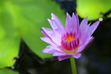 Pink lotus blooming with green leaf and water background in the morning.  Nature concept.