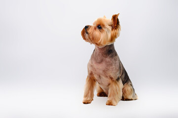 A Yorkshire Terrier isolated on the white background. The dog sits after grooming at the master of animals.