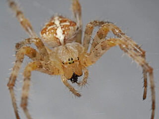 Garden spider, Kreuzspinne (Araneus diadematus)