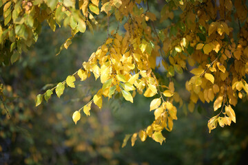 Birch branches with yellowed leaves in the rays of the autumn sun