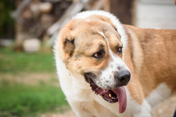 Central Asian Shepherd Dog playing on the foster yard