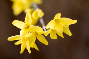 Forsythia flower- tiny golden blossoms in spring time
