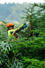 Tree surgeon hanging from ropes in the crown of a tree, throwing cut branches down. The adult male is wearing full safety equipment.