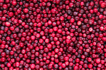 Ripe fresh cranberries as natural, food, berries background	