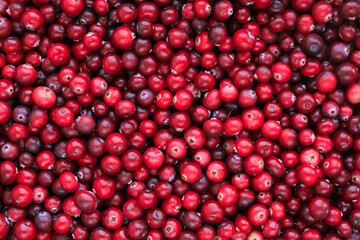 Ripe fresh cranberries as natural, food, berries background	