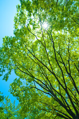 Obraz premium 新緑