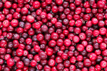 Ripe fresh cranberries as natural, food, berries background	