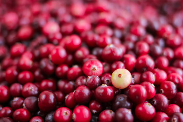Ripe fresh cranberries as natural, food, berries background	