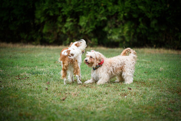 Cute Havanese dog and her friend during a walk in her foster home