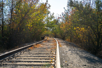 Autumn scene with old rusty railway