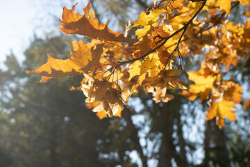 Autumn scene with yellow maple leaves and sunbeam close up