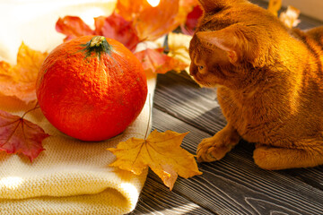 Orange Abyssinian cat and natural pumpkin on a wooden table with fallen yellow and red maple leaves near the window. Warm autumn atmosphere, thanksgiving, harvest festival.