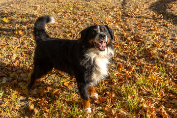 Bernese mountain dog with a lot of yellow  autumn leaves around. Dog walk in the park on the fall