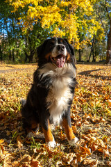 Bernese mountain dog with a lot of yellow  autumn leaves around. Dog walk in the park on the fall