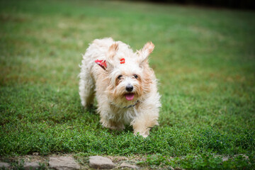 Cute Havanese dog during a walk in her foster home