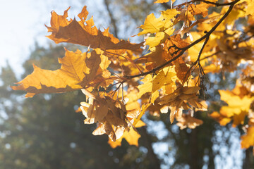 Fototapeta na wymiar Autumn scene with yellow maple leaves and sunbeam close up