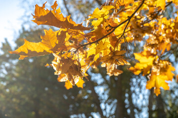 Fototapeta na wymiar Autumn scene with yellow maple leaves and sunbeam close up