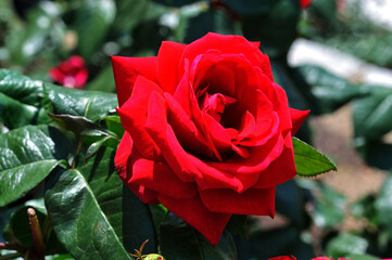 赤いバラ