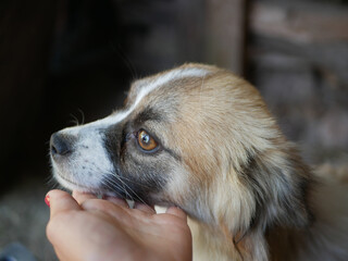 Woman's hand holds the face of a stray dog in a shelter.