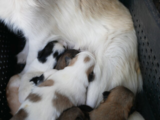 Many cute puppies in the basket. Newborn dogs.