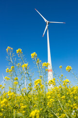 Windkraftanlage vor einem Rapsfeld