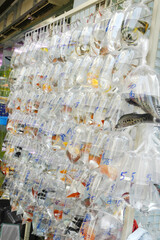 金魚市場