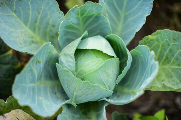 Large green cabbage on a vegetable garden in soft focus